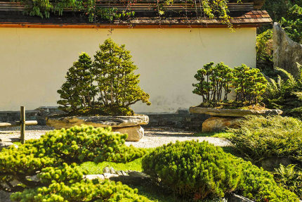 Bonsaimuseum Seeboden – Seevilla Cattina – Urlaub in Kärnten am See – Urlaub am Millstätter See